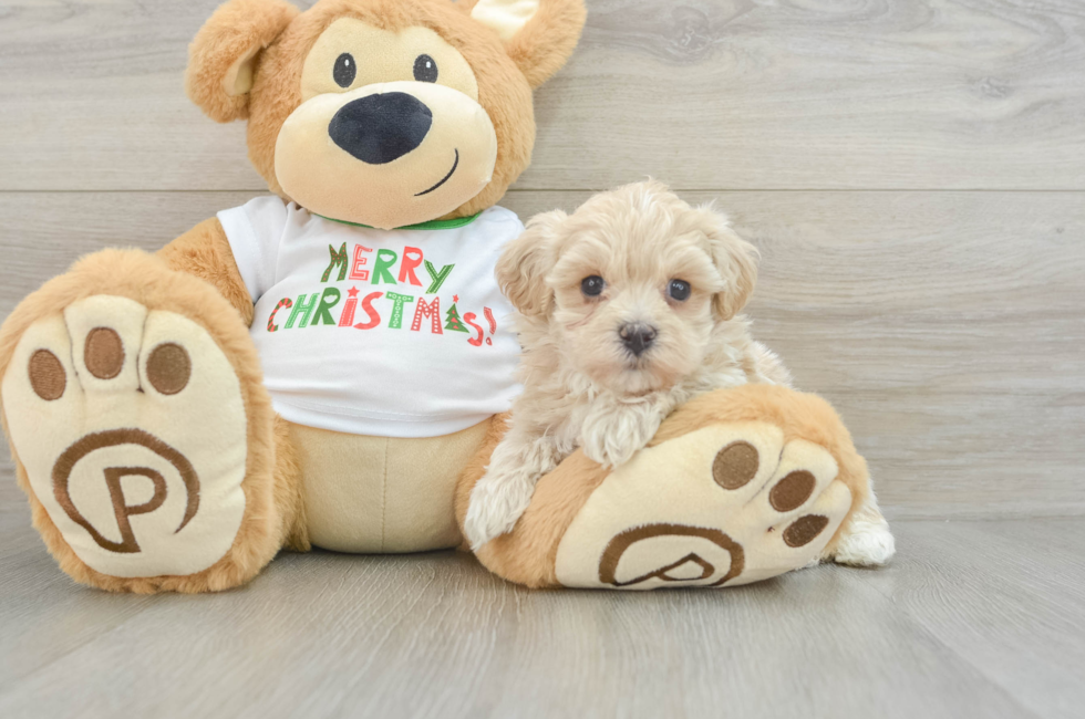 6 week old Maltipoo Puppy For Sale - Simply Southern Pups