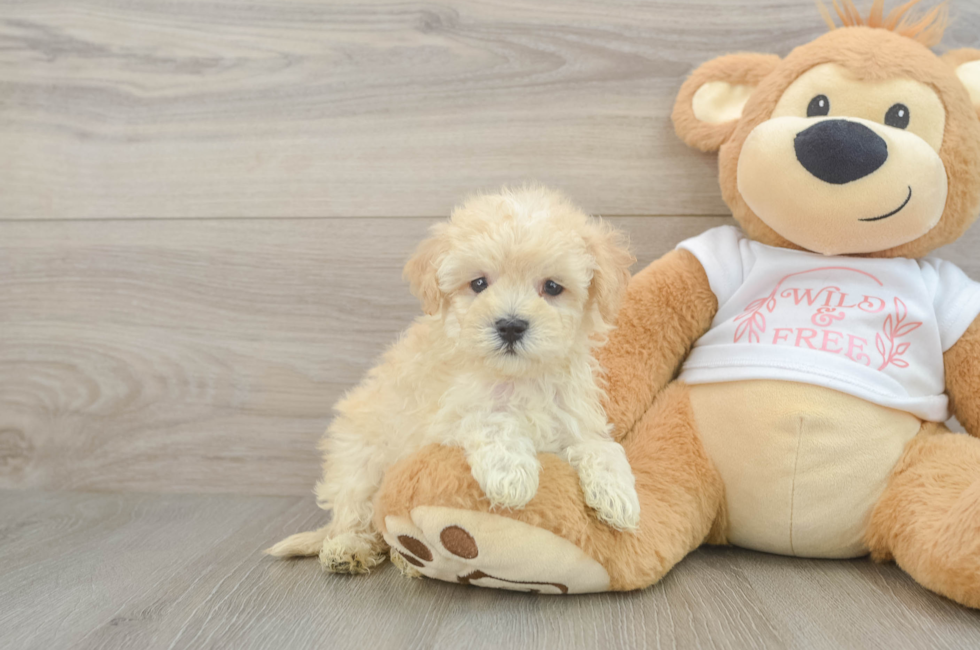 6 week old Maltipoo Puppy For Sale - Simply Southern Pups