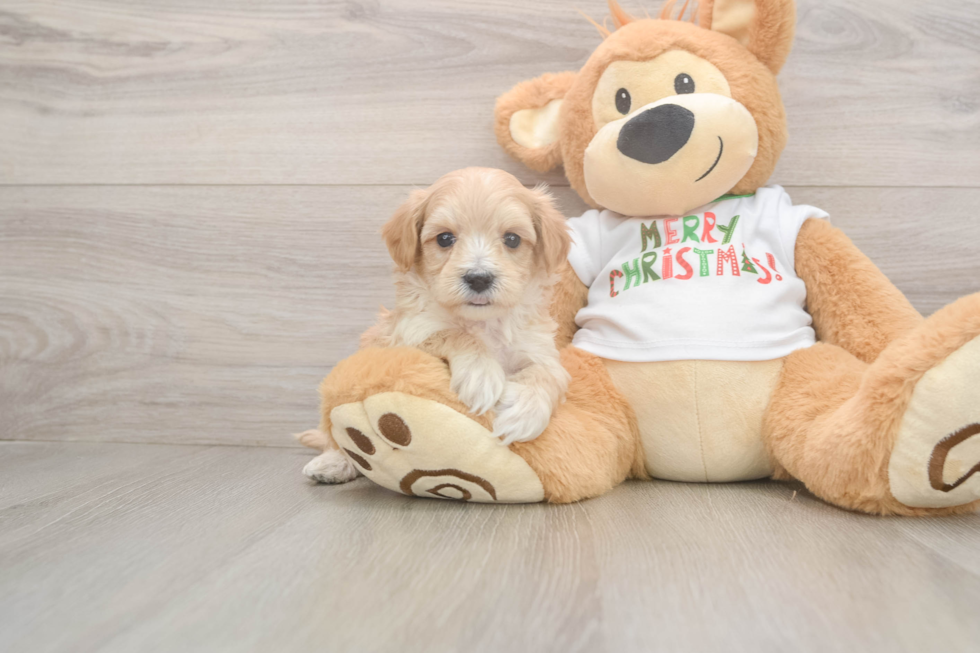 Playful Maltepoo Poodle Mix Puppy
