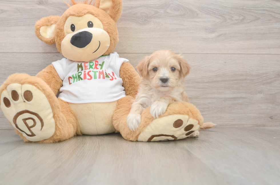 5 week old Maltipoo Puppy For Sale - Simply Southern Pups