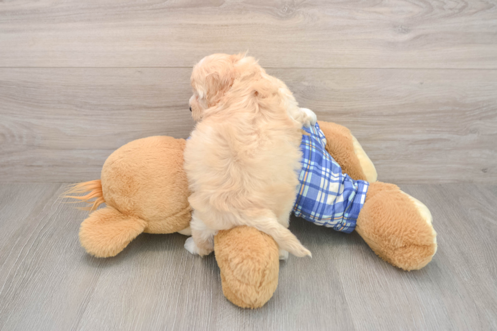 Maltipoo Pup Being Cute