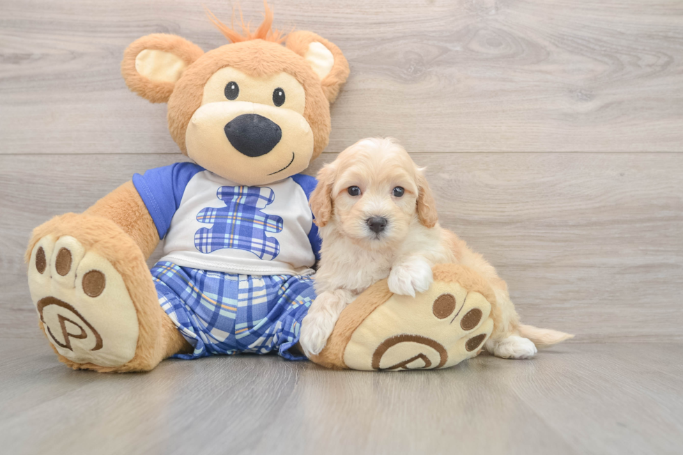 Maltipoo Puppy for Adoption