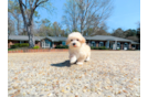 Cute Maltipoo Poodle Mix Pup