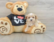 8 week old Maltipoo Puppy For Sale - Simply Southern Pups