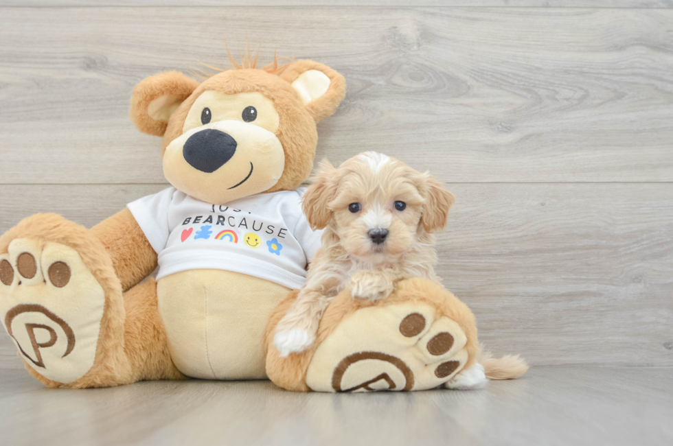 6 week old Maltipoo Puppy For Sale - Simply Southern Pups