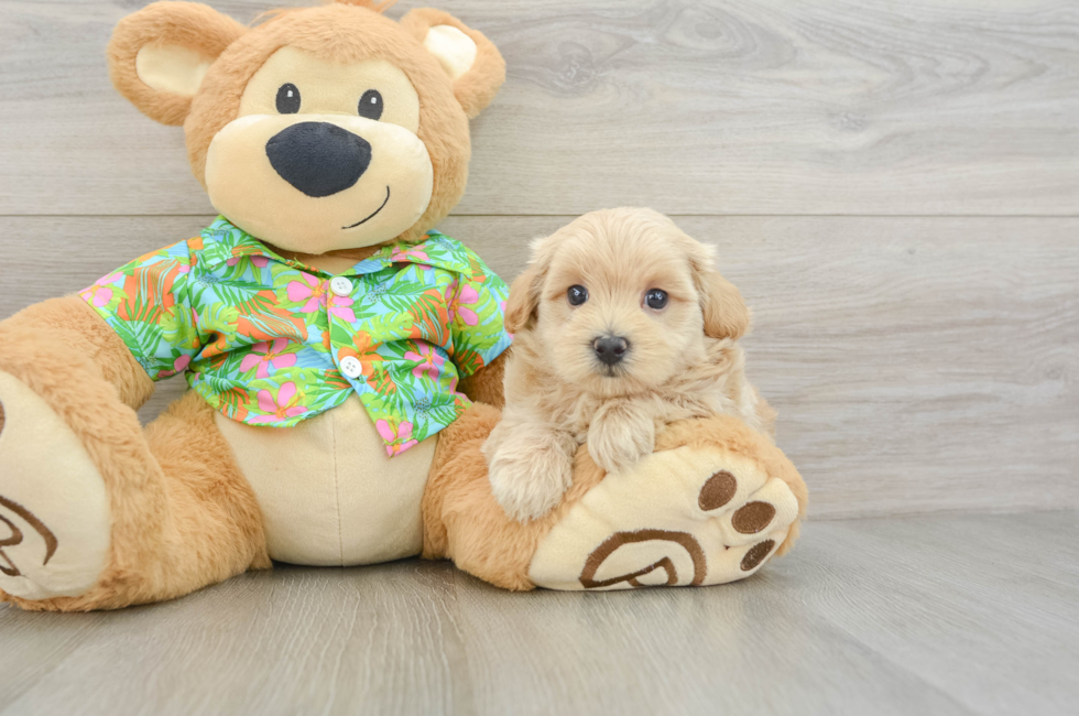 5 week old Maltipoo Puppy For Sale - Simply Southern Pups