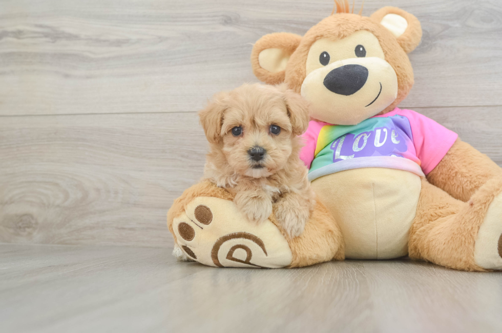 5 week old Maltipoo Puppy For Sale - Simply Southern Pups