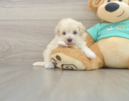 10 week old Maltipoo Puppy For Sale - Simply Southern Pups
