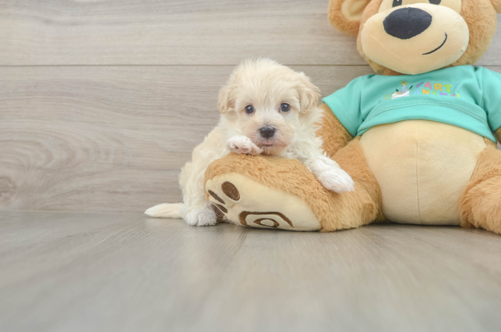 6 week old Maltipoo Puppy For Sale - Simply Southern Pups