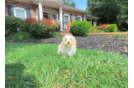 Maltipoo Puppy for Adoption
