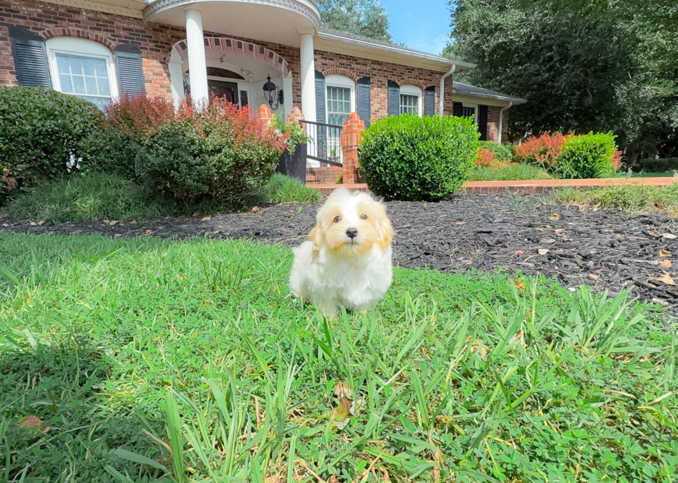 Maltipoo Puppy for Adoption