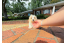 Maltipoo Puppy for Adoption
