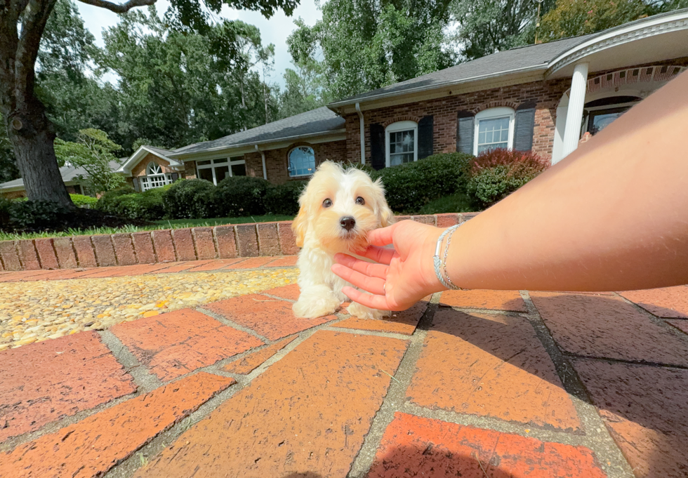 Maltipoo Puppy for Adoption