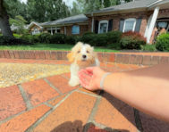 10 week old Maltipoo Puppy For Sale - Simply Southern Pups
