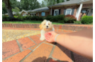 Cute Malt a Poo Poodle Mix Puppy