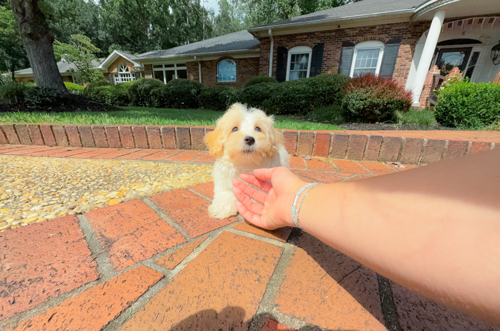 10 week old Maltipoo Puppy For Sale - Simply Southern Pups