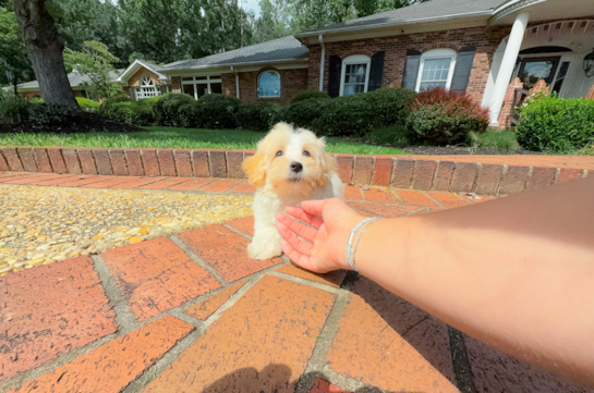 Cute Malt a Poo Poodle Mix Puppy