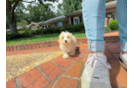 Cute Maltipoo Poodle Mix Pup