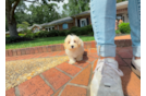 Maltipoo Puppy for Adoption