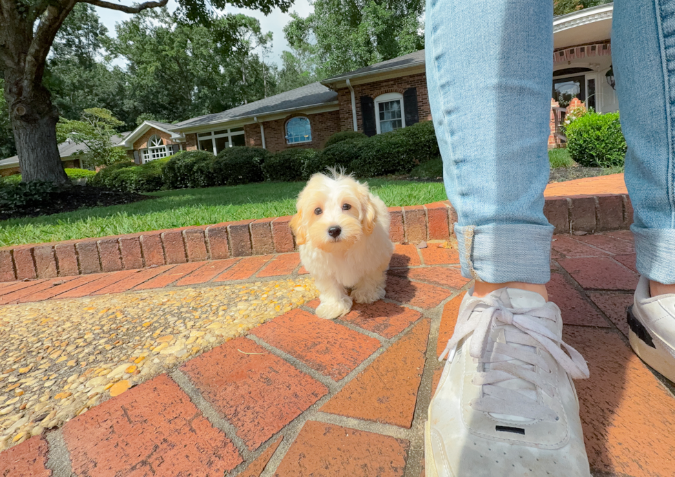 Maltipoo Puppy for Adoption