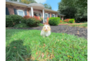 Maltipoo Puppy for Adoption