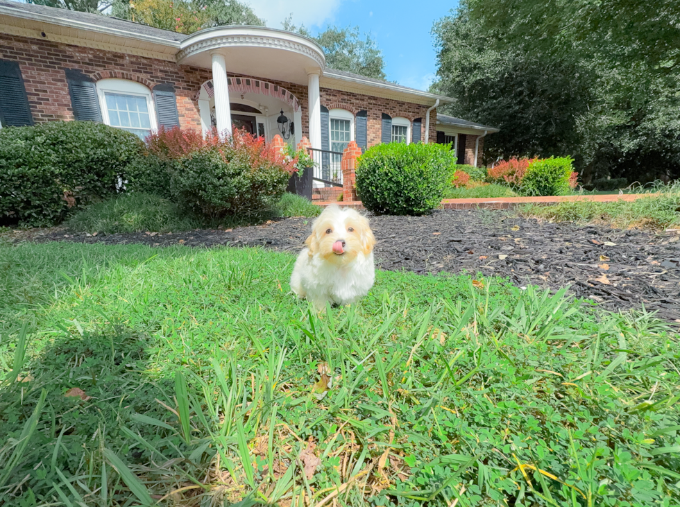 Maltipoo Puppy for Adoption