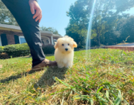 14 week old Maltipoo Puppy For Sale - Simply Southern Pups