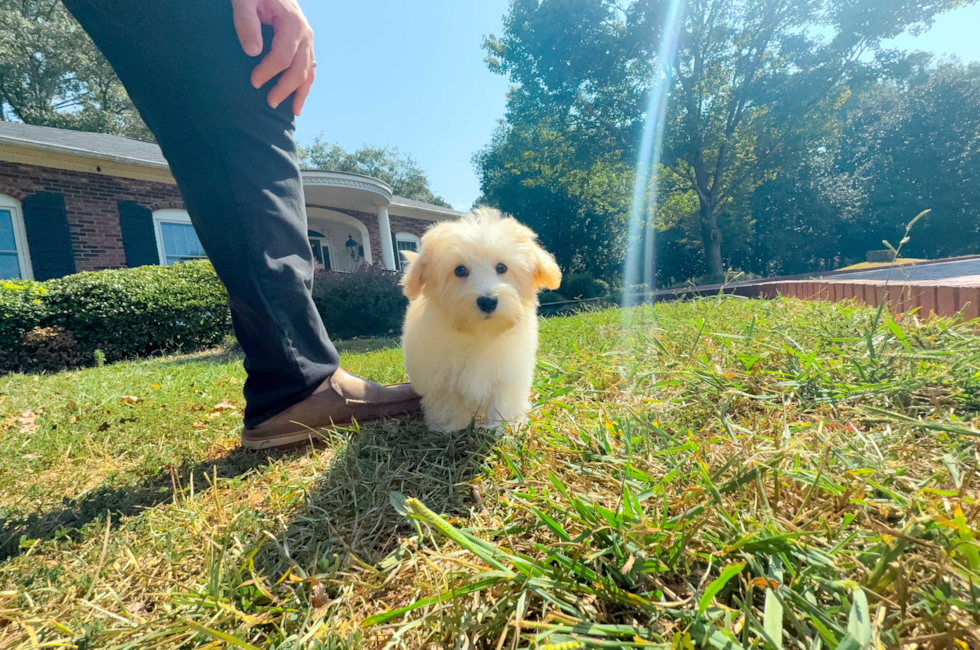 15 week old Maltipoo Puppy For Sale - Simply Southern Pups