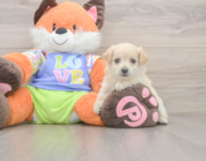 9 week old Maltipoo Puppy For Sale - Simply Southern Pups