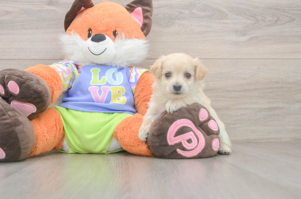 9 week old Maltipoo Puppy For Sale - Simply Southern Pups