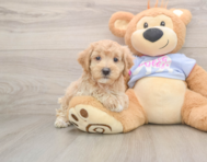 7 week old Maltipoo Puppy For Sale - Simply Southern Pups