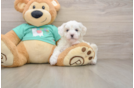 Happy Maltipoo Baby