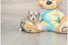 Energetic Malt Oodle Poodle Mix Puppy