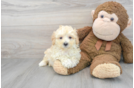Maltipoo Puppy for Adoption