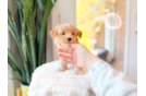 Cute Maltipoo Baby