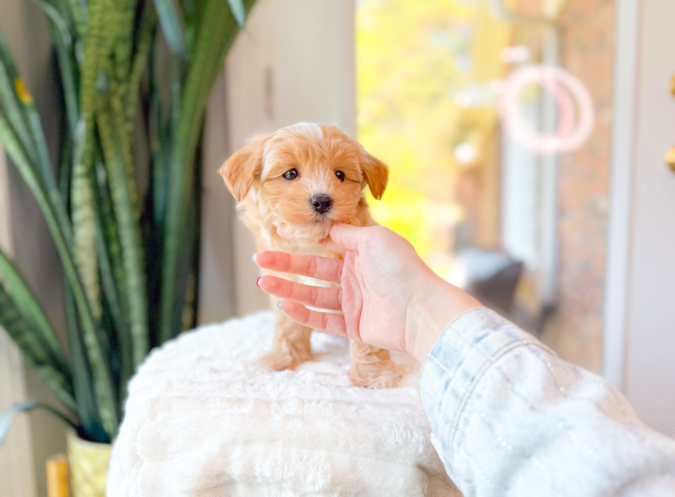 Cute Maltipoo Baby