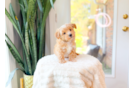 Cute Maltipoo Baby