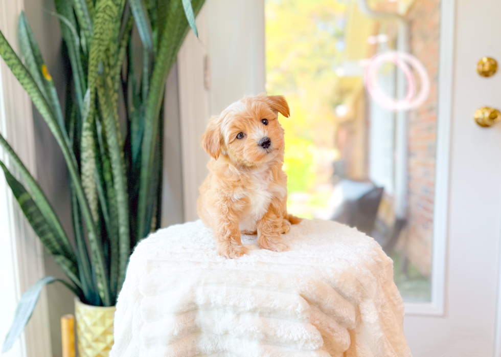 Cute Maltipoo Baby