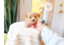 Cute Maltipoo Baby