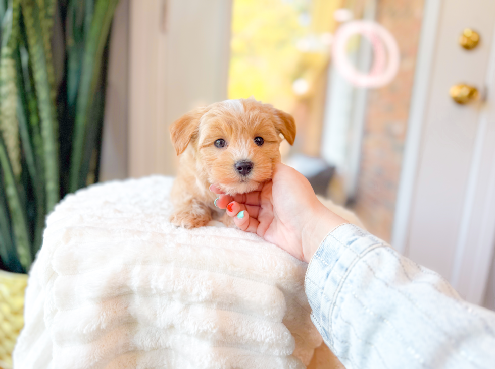 Cute Maltipoo Baby