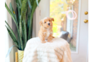Cute Maltipoo Poodle Mix Pup
