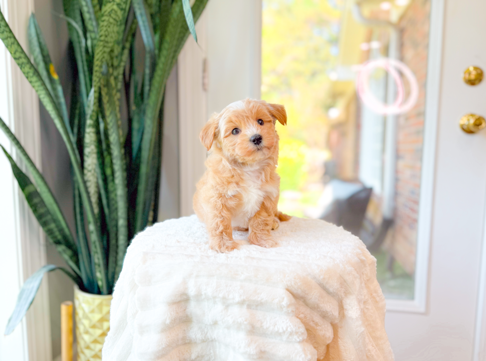 Cute Maltipoo Poodle Mix Pup