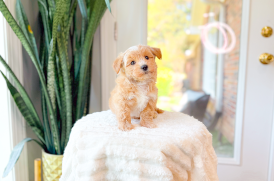 Cute Maltipoo Poodle Mix Pup