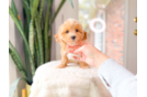 Cute Maltipoo Baby