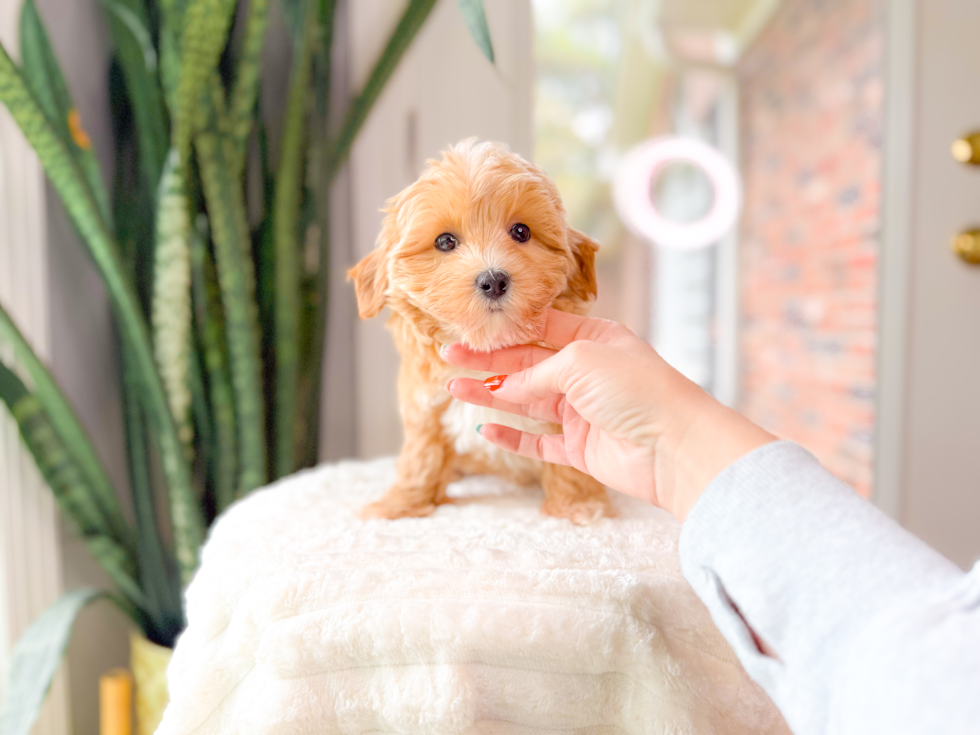 Cute Maltipoo Baby
