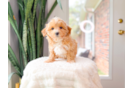 Cute Maltipoo Poodle Mix Pup