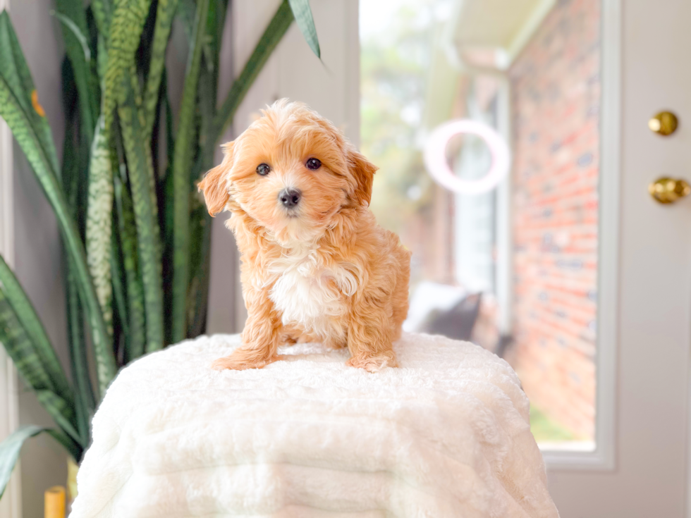 Cute Maltipoo Poodle Mix Pup