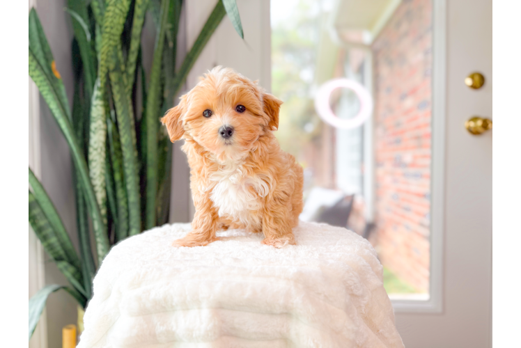 Cute Maltipoo Poodle Mix Pup