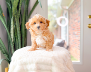 11 week old Maltipoo Puppy For Sale - Simply Southern Pups