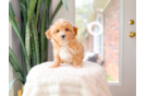 Cute Maltipoo Poodle Mix Pup